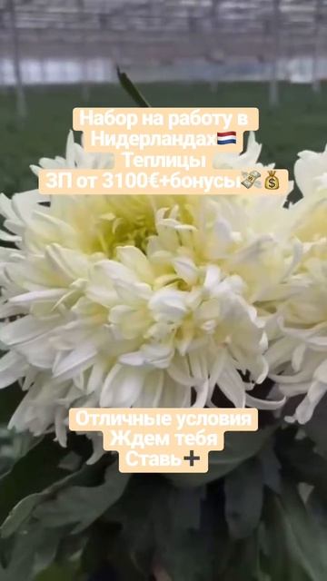 Нидерланды 🇳🇱 теплицы 🌼 смотреть онлайн