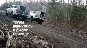 В Приморском крае двух амурских тигров вернули в дикую природу