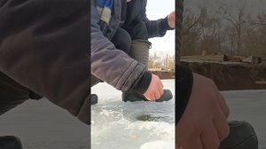 Зимний карп на жерлицу.