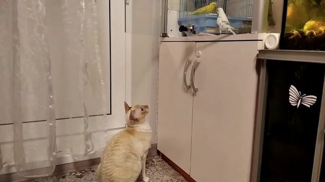 Корниш Рекс и попугай! Что же будет?!?!