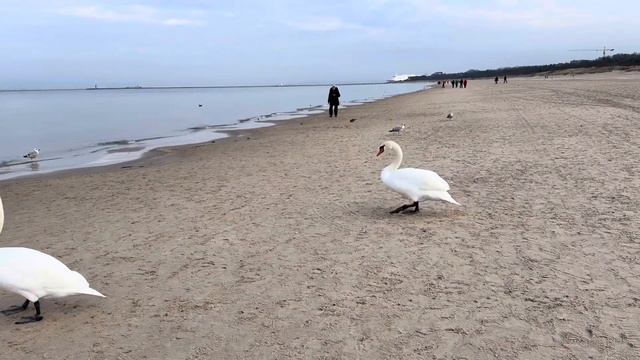 Балтийское море в декабре, Свиноу́йсьце, Польша (пол. Ś смотреть онлайн