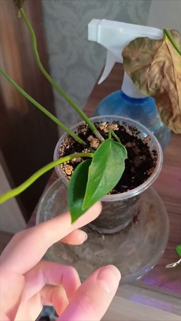 Цветы реагируют на депрессию #plants смотреть онлайн