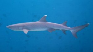 Акулы для детей | морские обитатели | учим рыб | развивающее видео / животные