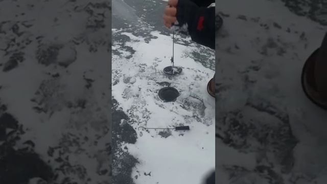 щука#рыбалка#зима#жерлицы смотреть онлайн