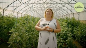 Биомолекулы Удобряй! на Валдайском томатном форуме. Ч?