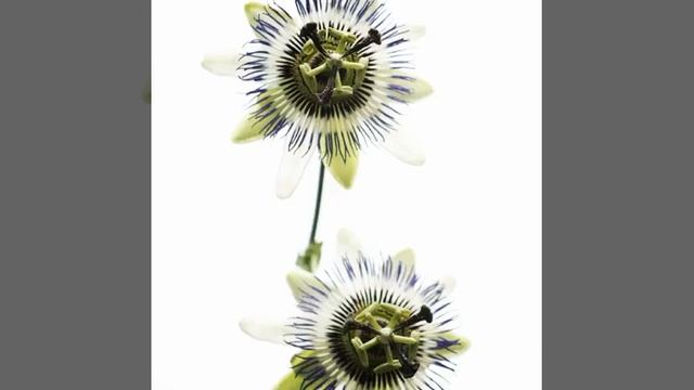 #летний #день #деньрождения #цветы #лилия#красиво #утон? смотреть онлайн