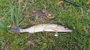 Ловля щуки и окуня в сильный ветер на спиннинг с берег?