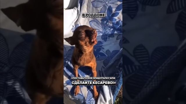 Рожаю