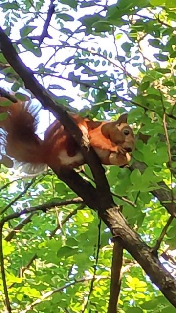 Белка ест орешки. Ч. 2. смотреть онлайн