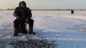 Клёвая рыбалка на Белом море.  Корюшка.🎣🎣🎣