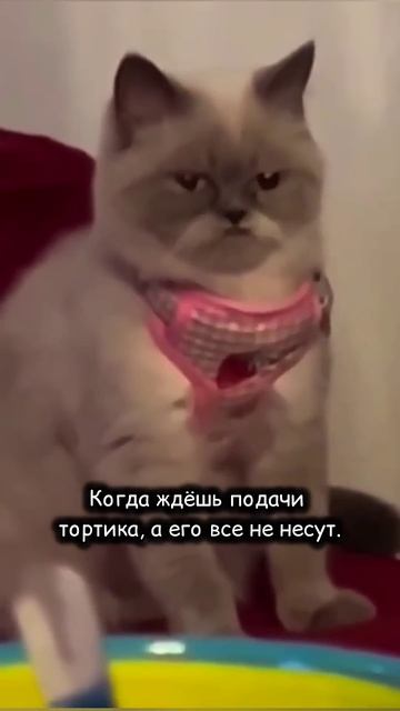 А на мой взгляд - скукота, посиделки без кота #смешно #юмор #кошки #cat #animals #кот #смешныекошки