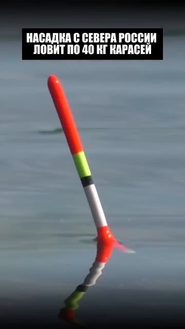 Северная НАСАДКА Ловит по 40 КГ РЫБЫ! #рыбалка #шортс смотреть онлайн