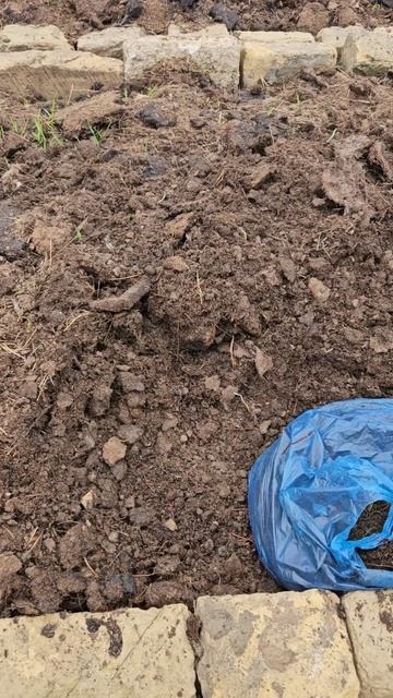 ЧЕРВИ | 📦Заселили калифорнийского червя в бурты!🤗 #б? смотреть онлайн