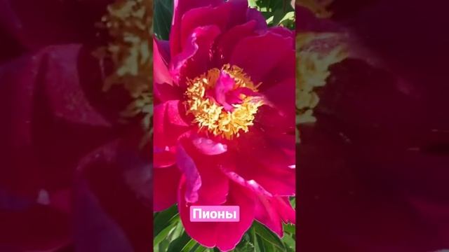 Пионы