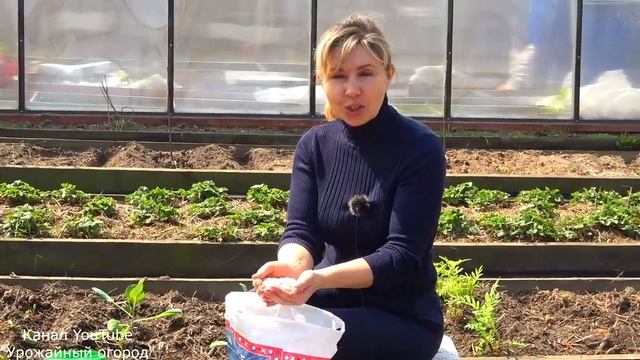 Что класть в лунку при посадке капусты: проверенный приём