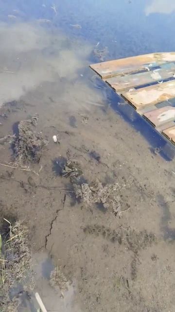 ОКУНЬ ХВАТАЕТ ВСЕ ПОДРЯД #рыбалка #сибирь #fishing #природ? смотреть онлайн