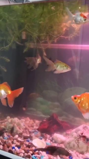 Золотые рыбки в аквариуме 300 л смотреть онлайн