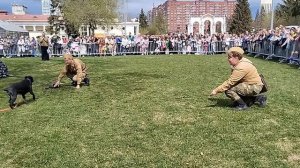 Спектакль "Военные собаки" в Парке им. Маяковского