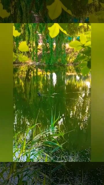 #рыбалка #дача #shorts #рыба #лето #садовод #цветы #красота_? смотреть онлайн