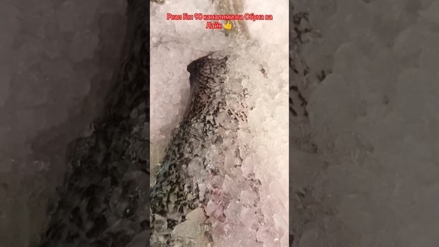 #uzmigrant #рыбалка #санктпетербург #ленинградская #рыба #bur смотреть онлайн