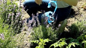 Когда срезать лаванду Быстрый способ среза лаванды.When