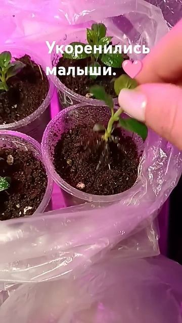 Укоренение гортензии. #гортензии #цветы #гортензиикру? смотреть онлайн