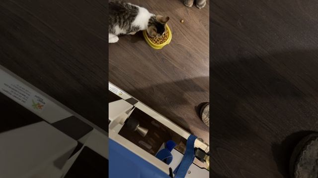 Кошка ест вареный белый гриб смотреть онлайн