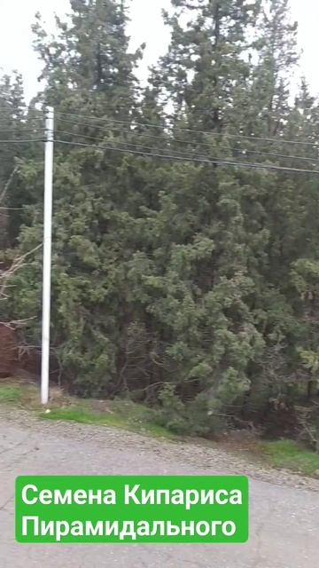 Семена Кипариса Пирамидального смотреть онлайн