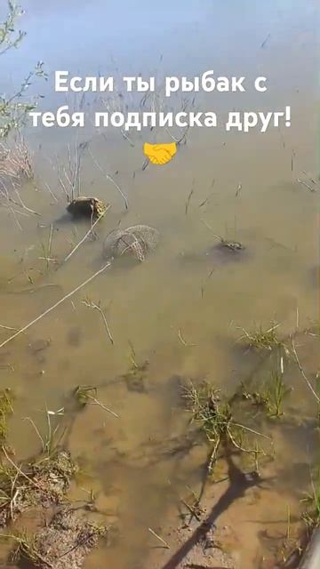 мой первый белый амур, хоть не большой но было приятно смотреть онлайн