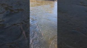 Рыбалка на Бикине 2024.  Ленок. Хариус.