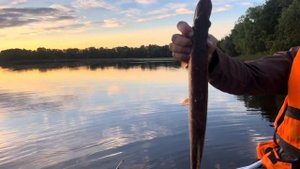 Ловим щук на Северной Двине