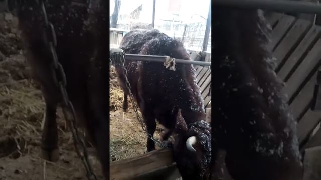 #shorts Снежная Королева.... смотреть онлайн