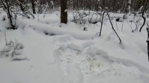 Охочусь на лося скрадом.