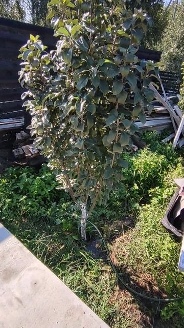 Лету конец сливаем воду с бассейна #бассейн #каркасный смотреть онлайн