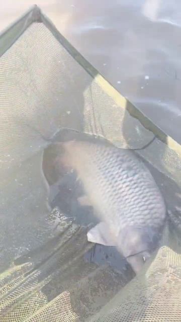 ZB Carp 15.5кг Золотой берег рыбалка 23 смотреть онлайн