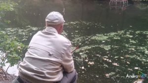 Ловля крупной плотвы и карпа на кукурузу.