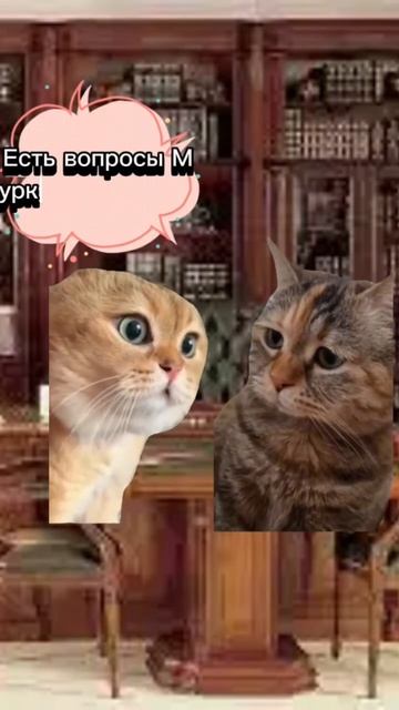 Есть вопросы, #юмор #анекдот #котики #диалоги #животные смотреть онлайн