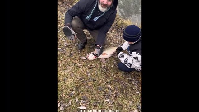 Как словить большую щуку и отпустить :) Громадная щука смотреть онлайн