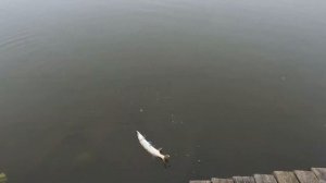 Рыбалка Стрелецкий ручей ноябрь 2024 щука часть 2