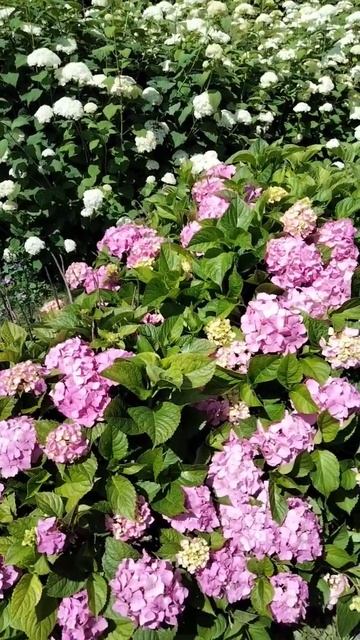 Киів#Ботанічний сад Цветет гортензия смотреть онлайн