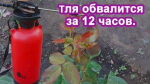 Тля осыпалась сразу После обработки этим раствором. Помогаем розам деревьям