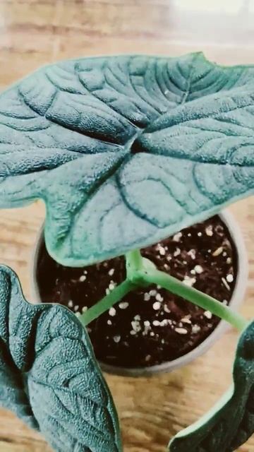 Алоказия Мело смотреть онлайн