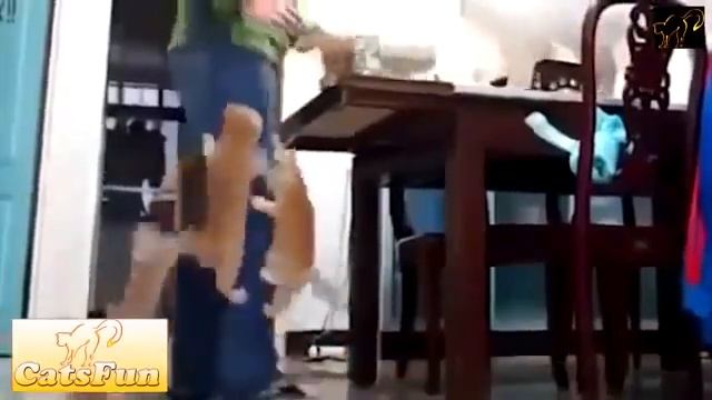 СМЕШНЫЕ КОТЫ И КОТЯТА 9 смотреть онлайн