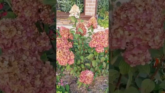 Гортензии после заморозка в Карелии смотреть онлайн