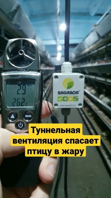 Туннельная вентиляция спасает птицу от теплового стр? смотреть онлайн