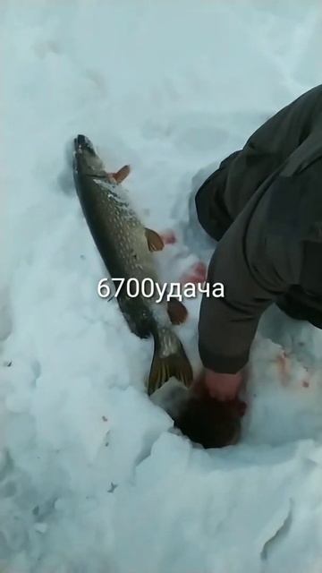 кама удмуртия смотреть онлайн