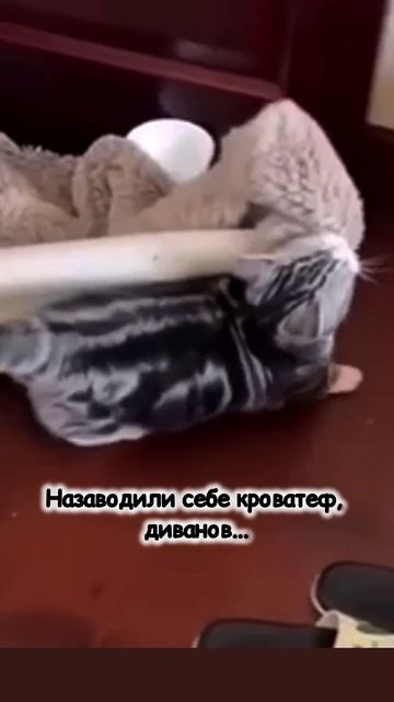 Найди себе другую собаку: хорошие коты все немного соб смотреть онлайн