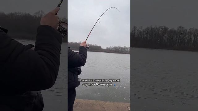 Щука во время стрима🎣 #рыбалка #fishing #щука #спиннинг смотреть онлайн