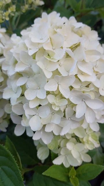 Гортензия White light (Вайт Лайт) смотреть онлайн