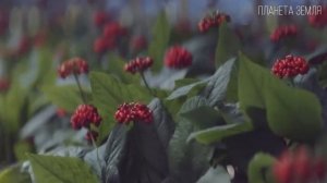 Интересные факты про растения.  Панацея от всех болезн